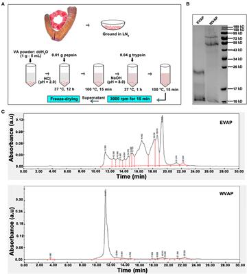 Velvet Antler Peptides Reduce Scarring via Inhibiting the TGF-β Signaling Pathway During Wound Healing